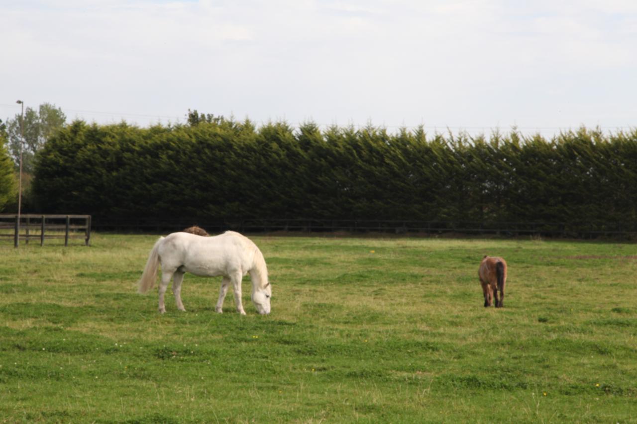 Pebble Mill Bed and Breakfast Dublin Exteriör bild